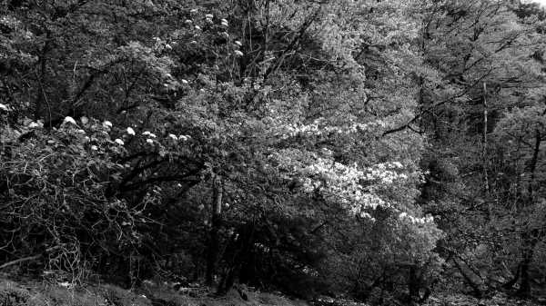 Jean-Pierre Sergent, video, CANOE TRIP IN THE DOUBS RIVER #3