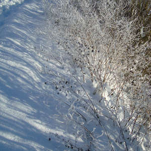 Image 20 - PHOTOS WATER, TREES & SNOW, JP Sergent