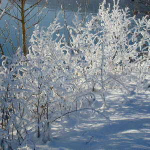 Image 32 - PHOTOS WATER, TREES & SNOW, JP Sergent