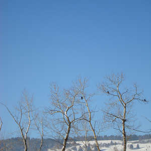 Image 30 - PHOTOS WATER, TREES & SNOW, JP Sergent
