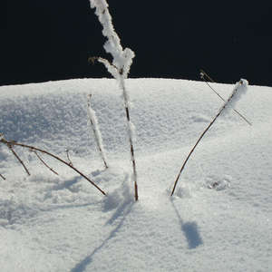 Image 15 - PHOTOS WATER, TREES & SNOW, JP Sergent