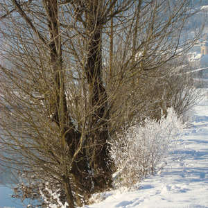 Image 47 - PHOTOS WATER, TREES & SNOW, JP Sergent