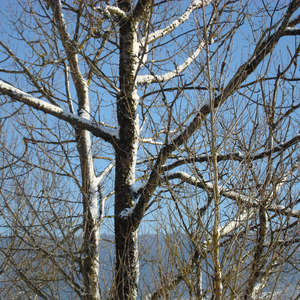 Image 52 - PHOTOS WATER, TREES & SNOW, JP Sergent