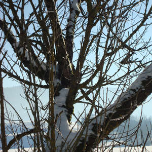 Image 49 - PHOTOS WATER, TREES & SNOW, JP Sergent