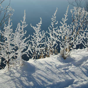 Image 53 - PHOTOS WATER, TREES & SNOW, JP Sergent