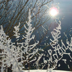 Image 54 - PHOTOS WATER, TREES & SNOW, JP Sergent