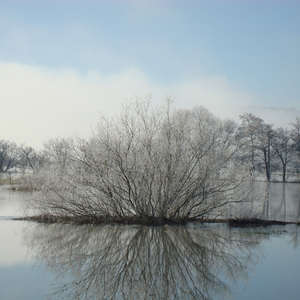 Image 89 - PHOTOS WATER, TREES & SNOW, JP Sergent