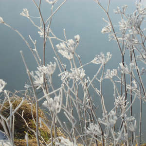 Image 90 - PHOTOS WATER, TREES & SNOW, JP Sergent