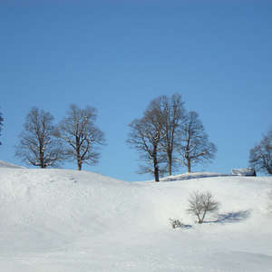 Image 100 - PHOTOS WATER, TREES & SNOW, JP Sergent