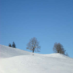 Image 102 - PHOTOS WATER, TREES & SNOW, JP Sergent