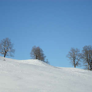 Image 101 - PHOTOS WATER, TREES & SNOW, JP Sergent