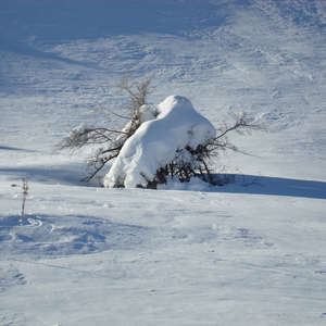 Image 104 - PHOTOS WATER, TREES & SNOW, JP Sergent