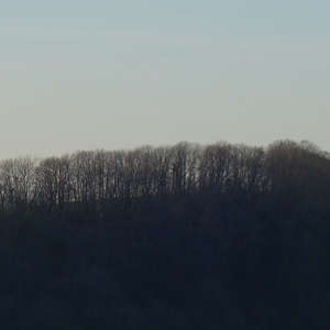Image 4 - Trees into the Winter sunlight, JP Sergent