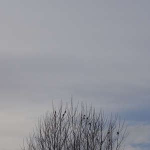 Image 173 - Trees into the Winter sunlight, JP Sergent
