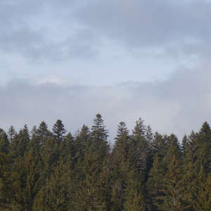 Image 180 - Trees into the Winter sunlight, JP Sergent