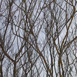Image 160 - Trees into the Winter sunlight, JP Sergent