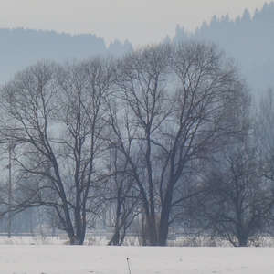 Image 163 - Trees into the Winter sunlight, JP Sergent
