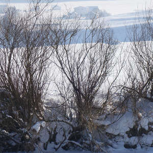Image 129 - Trees into the Winter sunlight, JP Sergent