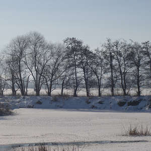 Image 125 - Trees into the Winter sunlight, JP Sergent