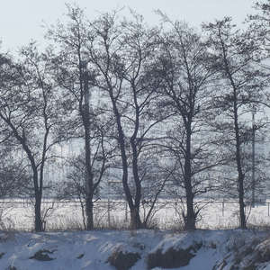 Image 130 - Trees into the Winter sunlight, JP Sergent