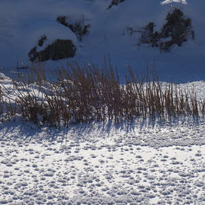 Image 135 - Trees into the Winter sunlight, JP Sergent