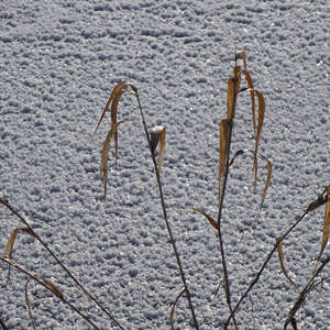 Image 137 - Trees into the Winter sunlight, JP Sergent