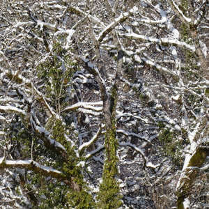 Image 117 - Trees into the Winter sunlight, JP Sergent