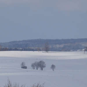 Image 116 - Trees into the Winter sunlight, JP Sergent