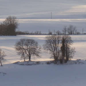 Image 118 - Trees into the Winter sunlight, JP Sergent