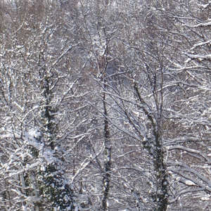 Image 115 - Trees into the Winter sunlight, JP Sergent