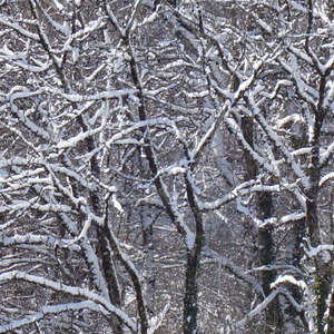 Image 114 - Trees into the Winter sunlight, JP Sergent