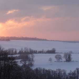 Image 121 - Trees into the Winter sunlight, JP Sergent