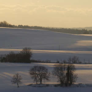 Image 120 - Trees into the Winter sunlight, JP Sergent