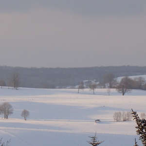 Image 119 - Trees into the Winter sunlight, JP Sergent