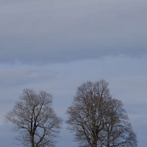 Image 151 - Trees into the Winter sunlight, JP Sergent