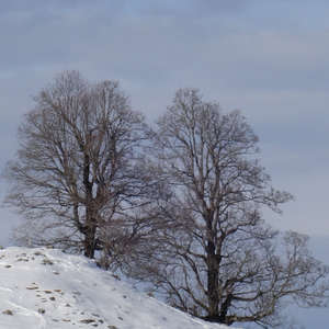 Image 150 - Trees into the Winter sunlight, JP Sergent