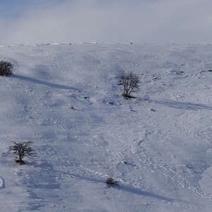 Image 152 - Trees into the Winter sunlight, JP Sergent
