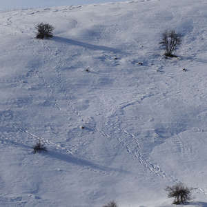 Image 155 - Trees into the Winter sunlight, JP Sergent