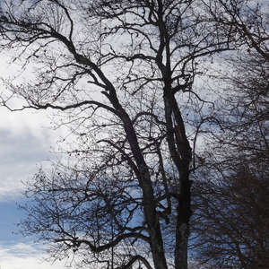 Image 142 - Trees into the Winter sunlight, JP Sergent
