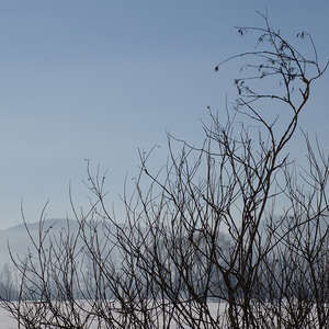 Image 141 - Trees into the Winter sunlight, JP Sergent