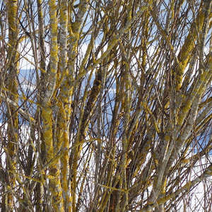 Image 139 - Trees into the Winter sunlight, JP Sergent