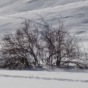 Image 147 - Trees into the Winter sunlight, JP Sergent