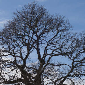 Image 146 - Trees into the Winter sunlight, JP Sergent