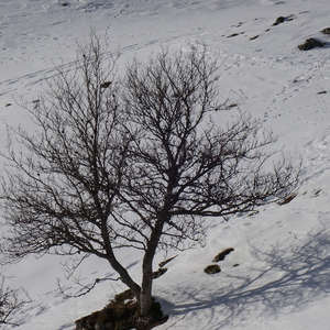 Image 148 - Trees into the Winter sunlight, JP Sergent