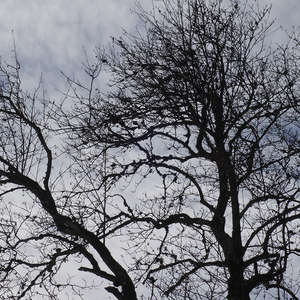 Image 143 - Trees into the Winter sunlight, JP Sergent