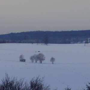 Image 101 - Trees into the Winter sunlight, JP Sergent