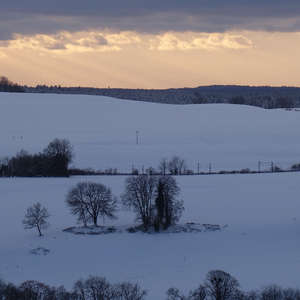 Image 100 - Trees into the Winter sunlight, JP Sergent