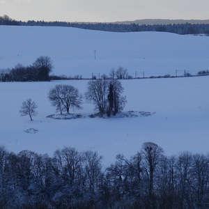 Image 98 - Trees into the Winter sunlight, JP Sergent