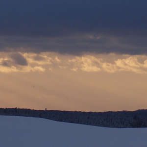 Image 102 - Trees into the Winter sunlight, JP Sergent