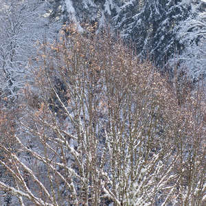 Image 112 - Trees into the Winter sunlight, JP Sergent